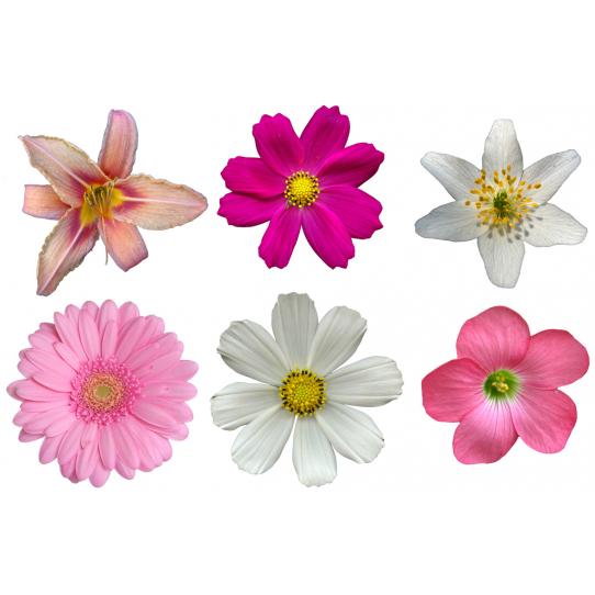 Kit 6 Stickers Fleur