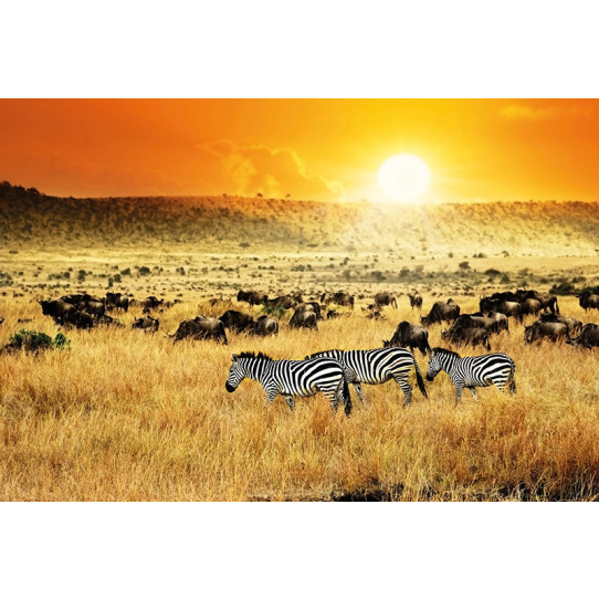 Poster - Affiche afrique zèbre