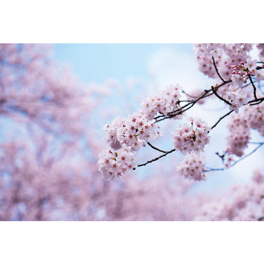 Poster - Affiche blossom