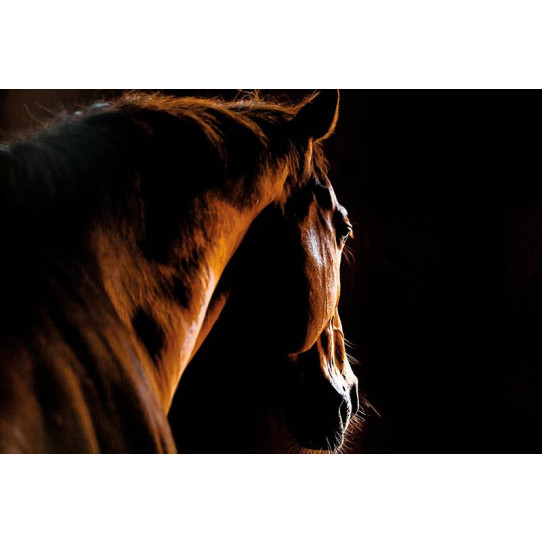 Poster - Affiche cheval