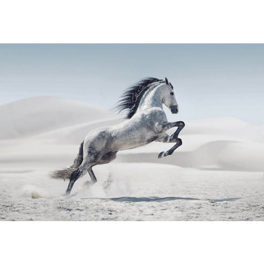 Poster - Affiche cheval
