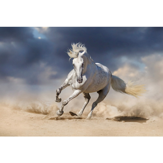 Poster - Affiche cheval