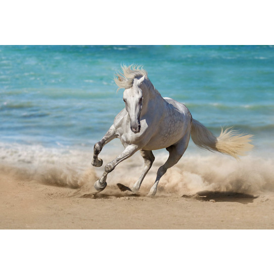 Poster - Affiche cheval