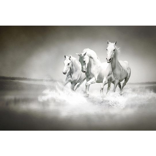 Poster - Affiche chevaux