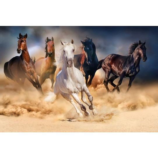 Poster - Affiche chevaux