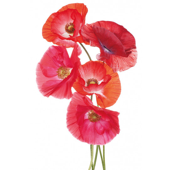 Poster - Affiche coquelicots