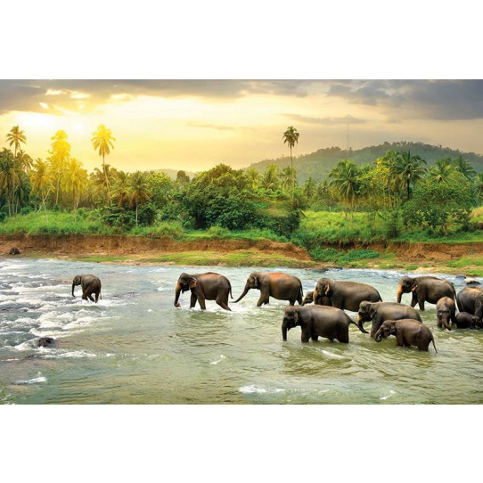 Poster - Affiche éléphants
