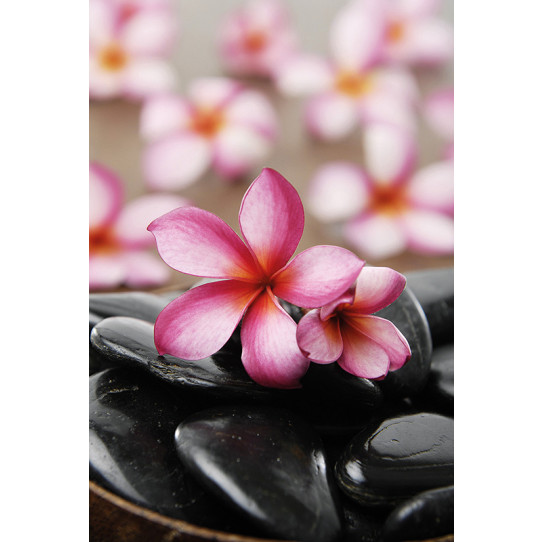 Poster - Affiche galets fleurs