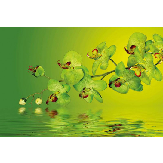 Poster - Affiche orchidée