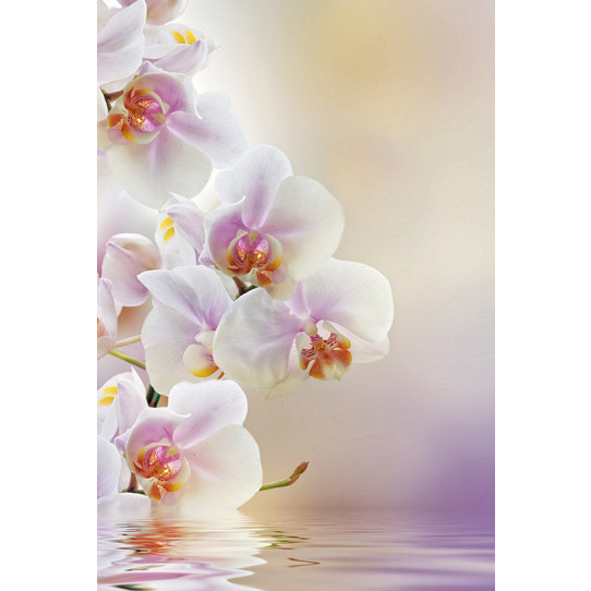 Poster - Affiche orchidée