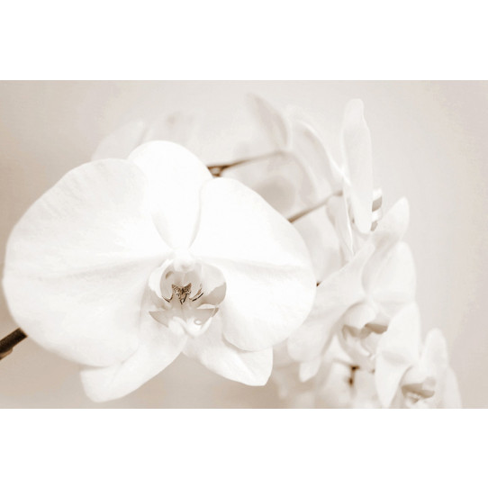 Poster - Affiche orchidée