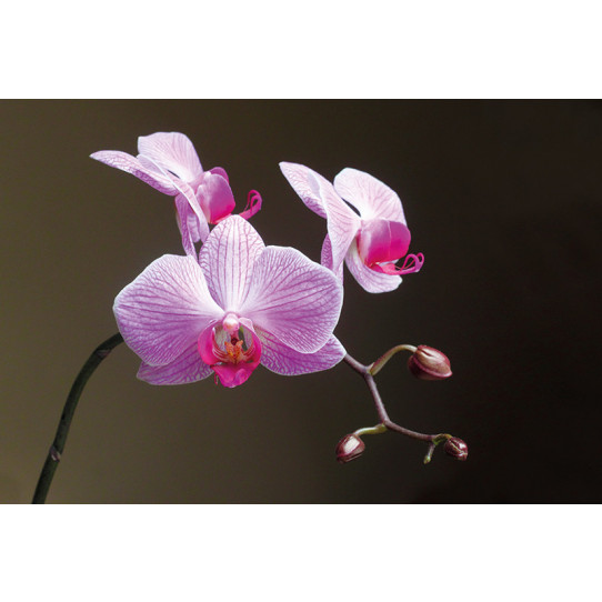 Poster - Affiche orchidée