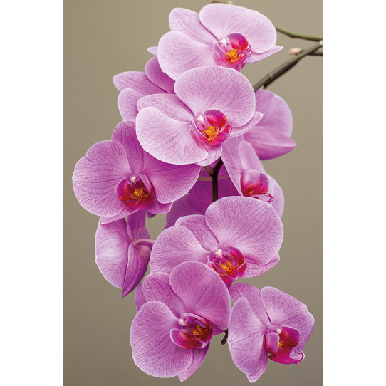 Poster - Affiche orchidée