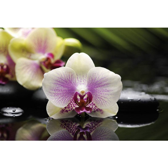 Poster - Affiche orchidée galets
