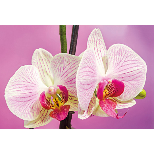 Poster - Affiche orchidées