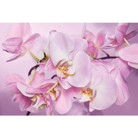 Poster - Affiche orchidées
