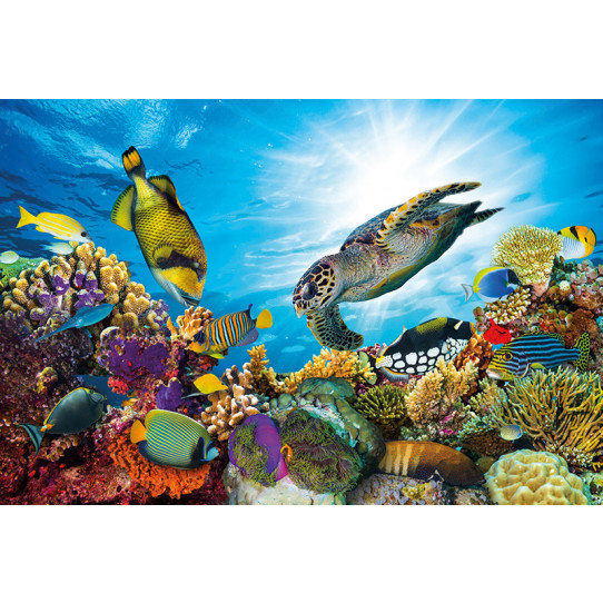 Poster - Affiche poissons tortue marine