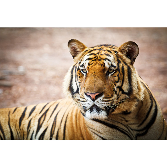 Poster - Affiche tigre