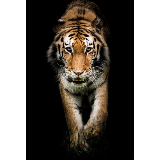 Poster - Affiche tigre