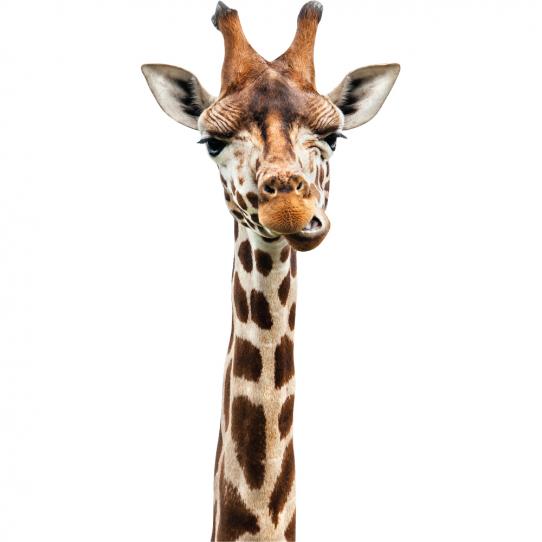 stickers adhésif wc girafe