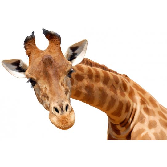 Stickers Girafe