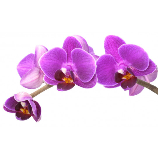 Stickers Fleur Orchidée