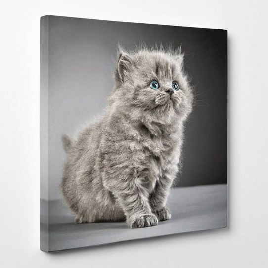 Tableau Toile Chat 15 Des Prix 50 Moins Cher Qu En Magasin Tableau Toile Chat 15 Des Prix 50 Moins Cher Qu En Magasin