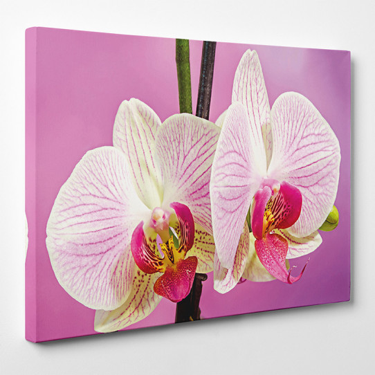 Tableau Toile Orchidées Florales - Impression Giclée Sur Canvas, Tendu Sur Châssis, Multiple Tailles