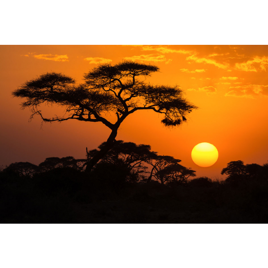 Papier peint panoramique - Acacia africain