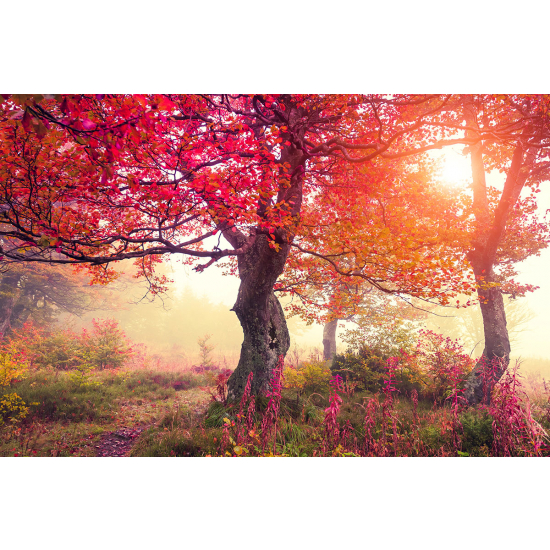 Papier peint panoramique - Arbres Automne
