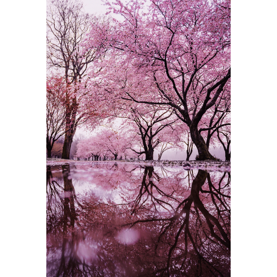 Papier peint panoramique - Arbres feuilles roses