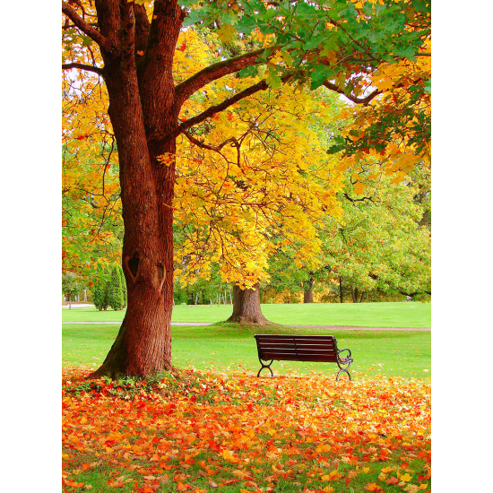 Papier peint panoramique - Automne