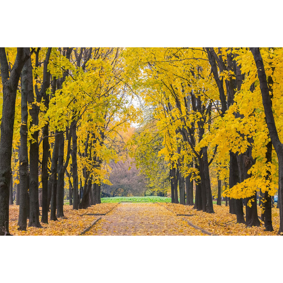 Papier peint panoramique - Chemin Automne