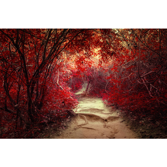 Papier peint panoramique - Chemin feuilles rouges