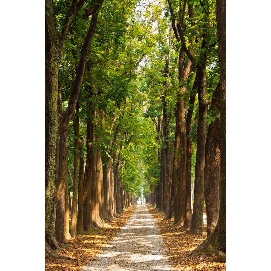 Papier peint panoramique - Chemin Forêt