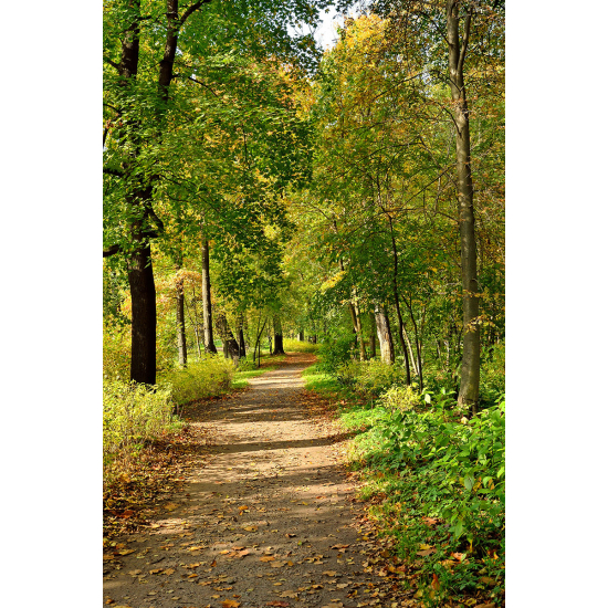 Papier peint panoramique - Chemin Forêt