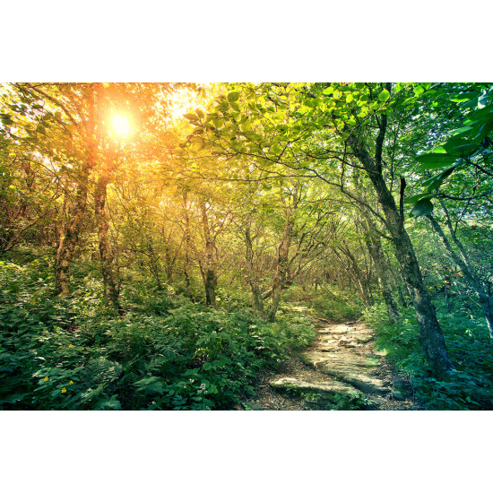 Papier peint panoramique - Chemin Forêt