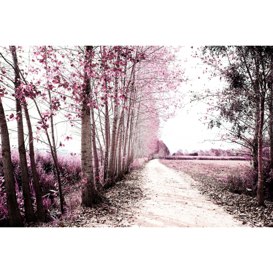 Papier peint panoramique - Chemin Forêt