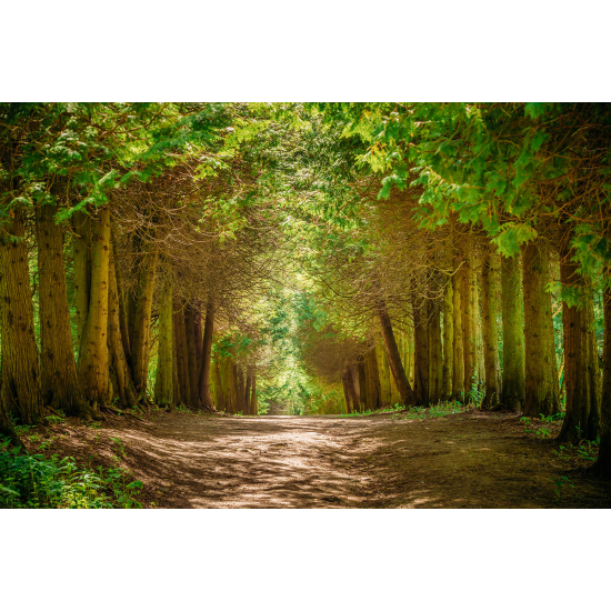 Papier peint panoramique - Chemin Forêt