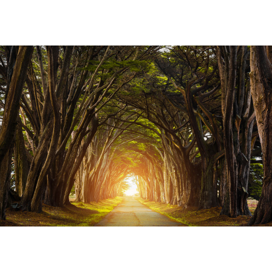 Papier peint panoramique - Chemin Forêt