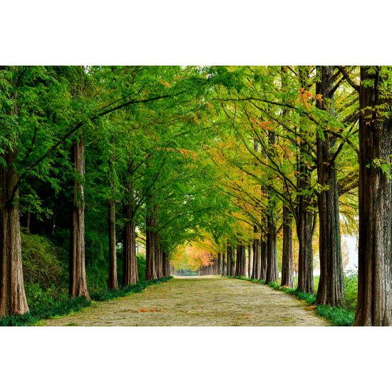Papier peint panoramique - Chemin Forêt