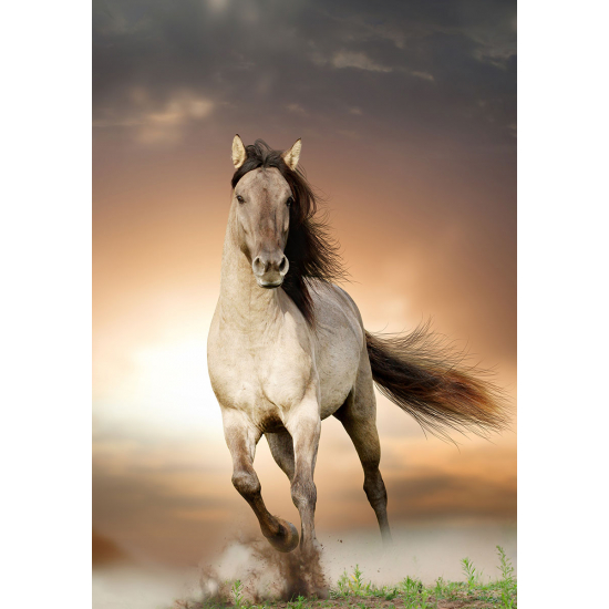 Papier peint panoramique - Cheval