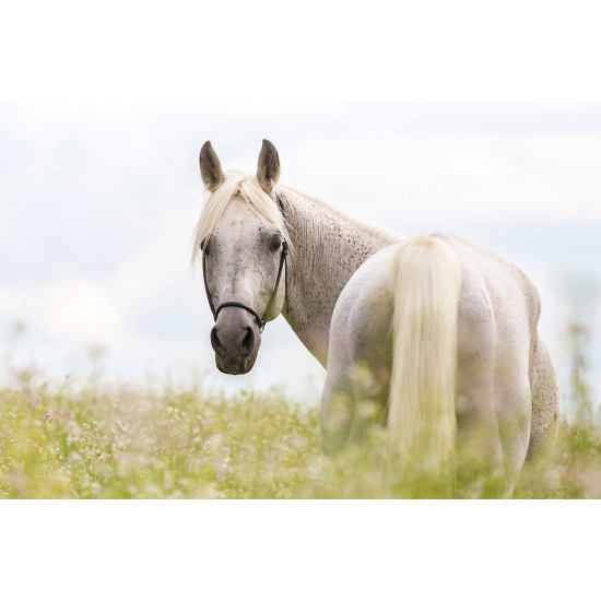 Papier peint panoramique - Cheval