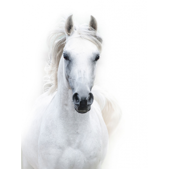 Papier peint panoramique - Cheval