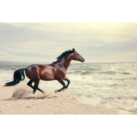 Papier peint panoramique - Cheval Mer