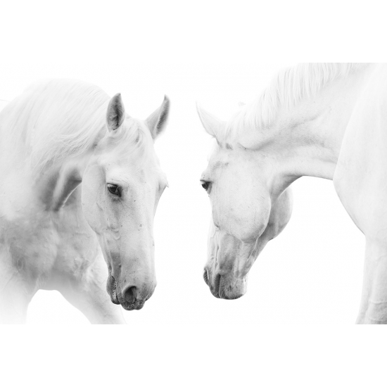 Papier peint panoramique - Chevaux
