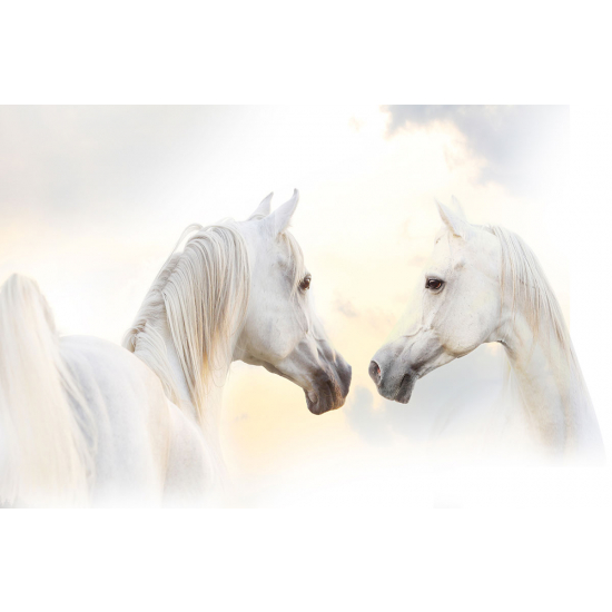 Papier peint panoramique - Chevaux