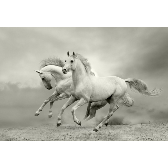 Papier peint panoramique - Chevaux