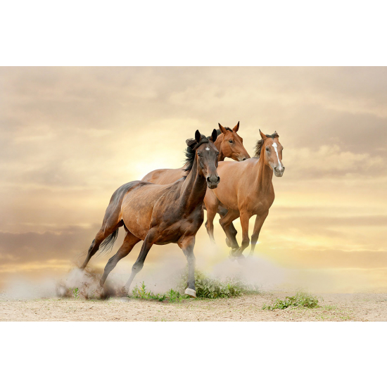 Papier peint panoramique - Chevaux