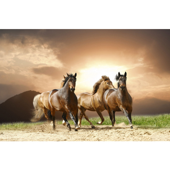 Papier peint panoramique - Chevaux